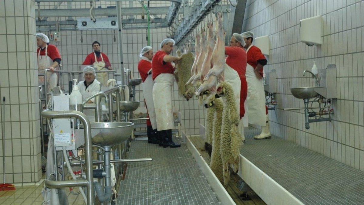 Pedana di macellazione e finitura ovini Pedana di macellazione e finitura ovini