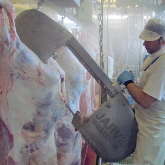 Cattle splitting saw in operation