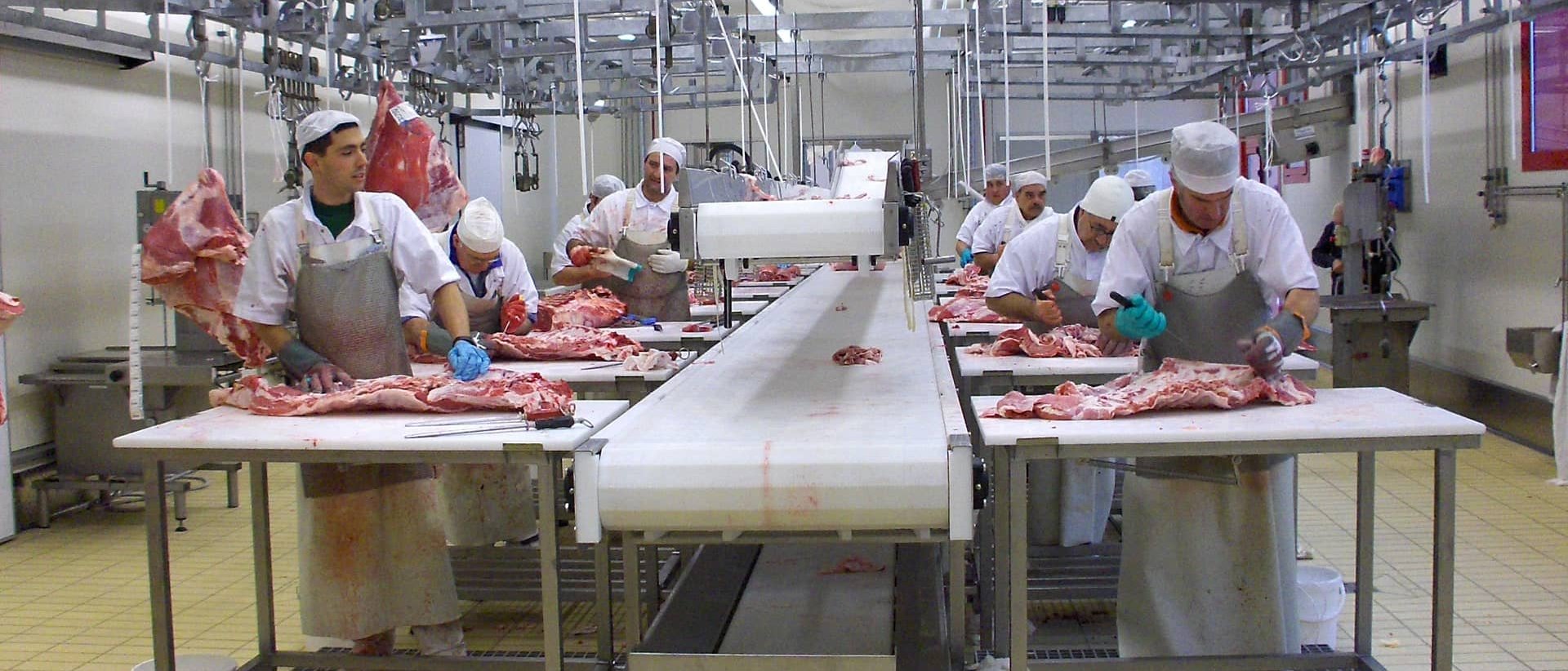 Tavolo da disosso a 16 postazioni, completo di nastri aggiuntivi per trasporto ossa e grassi