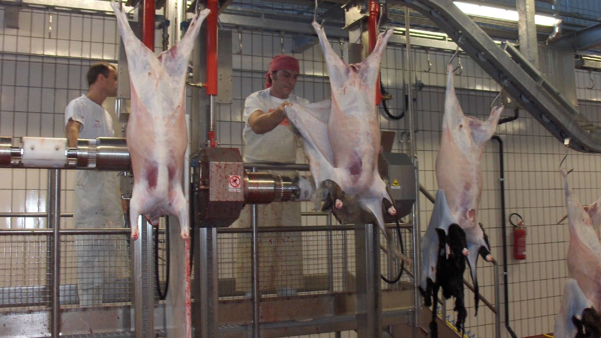 Skinning machine for sheep cap.300 heads per hour Skinning machine for sheep cap.300 heads per hour