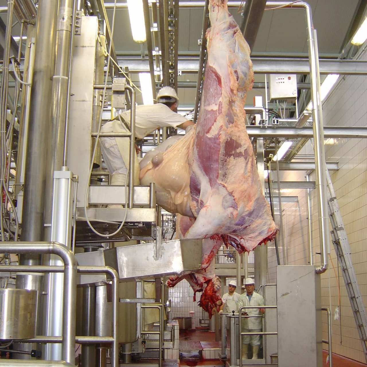 Sheep slaughter, sheep abattoir and goat slaughter plants