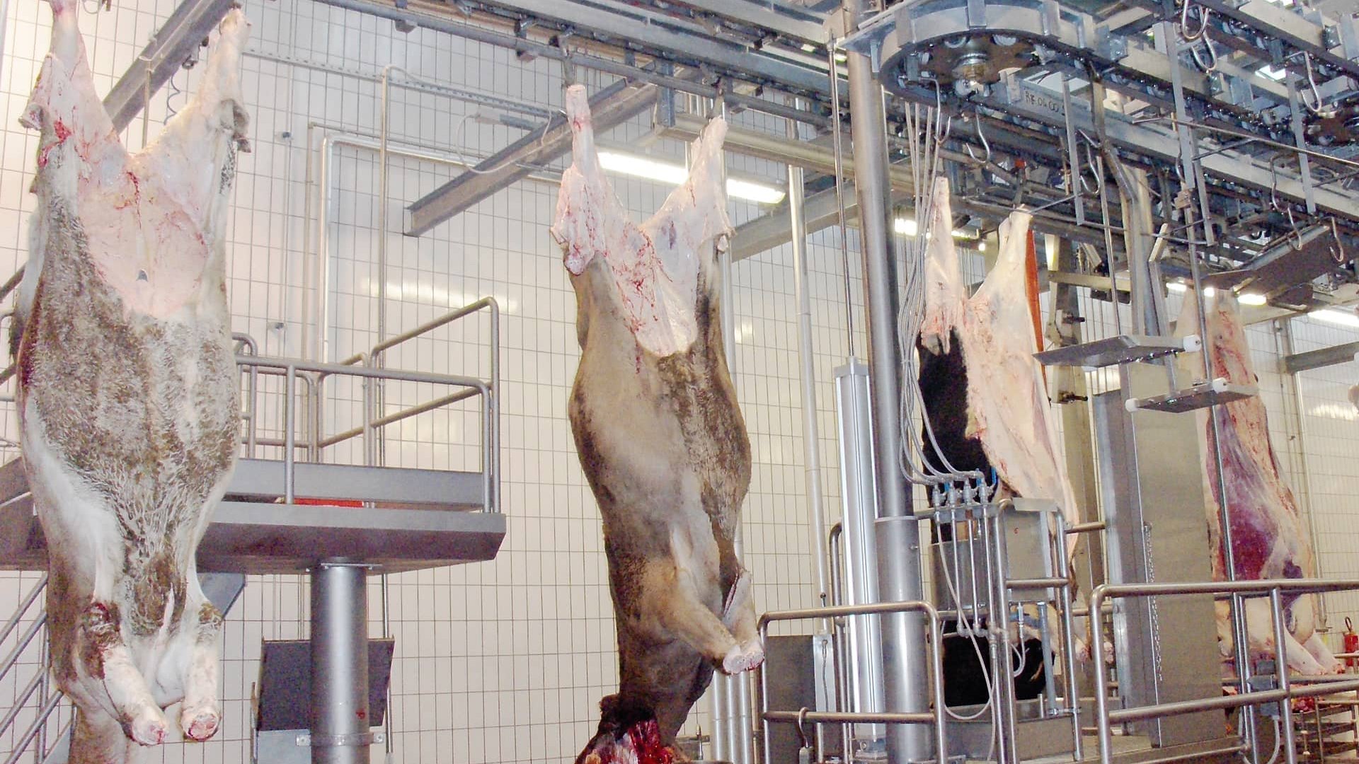 Slaughtering conveyor for cattle Slaughtering conveyor for cattle