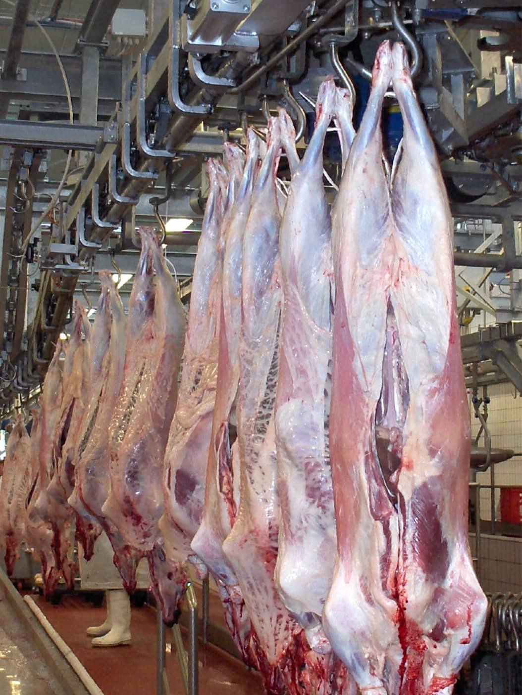 Blast freezer conveyor for sheep Blast freezer conveyor for sheep