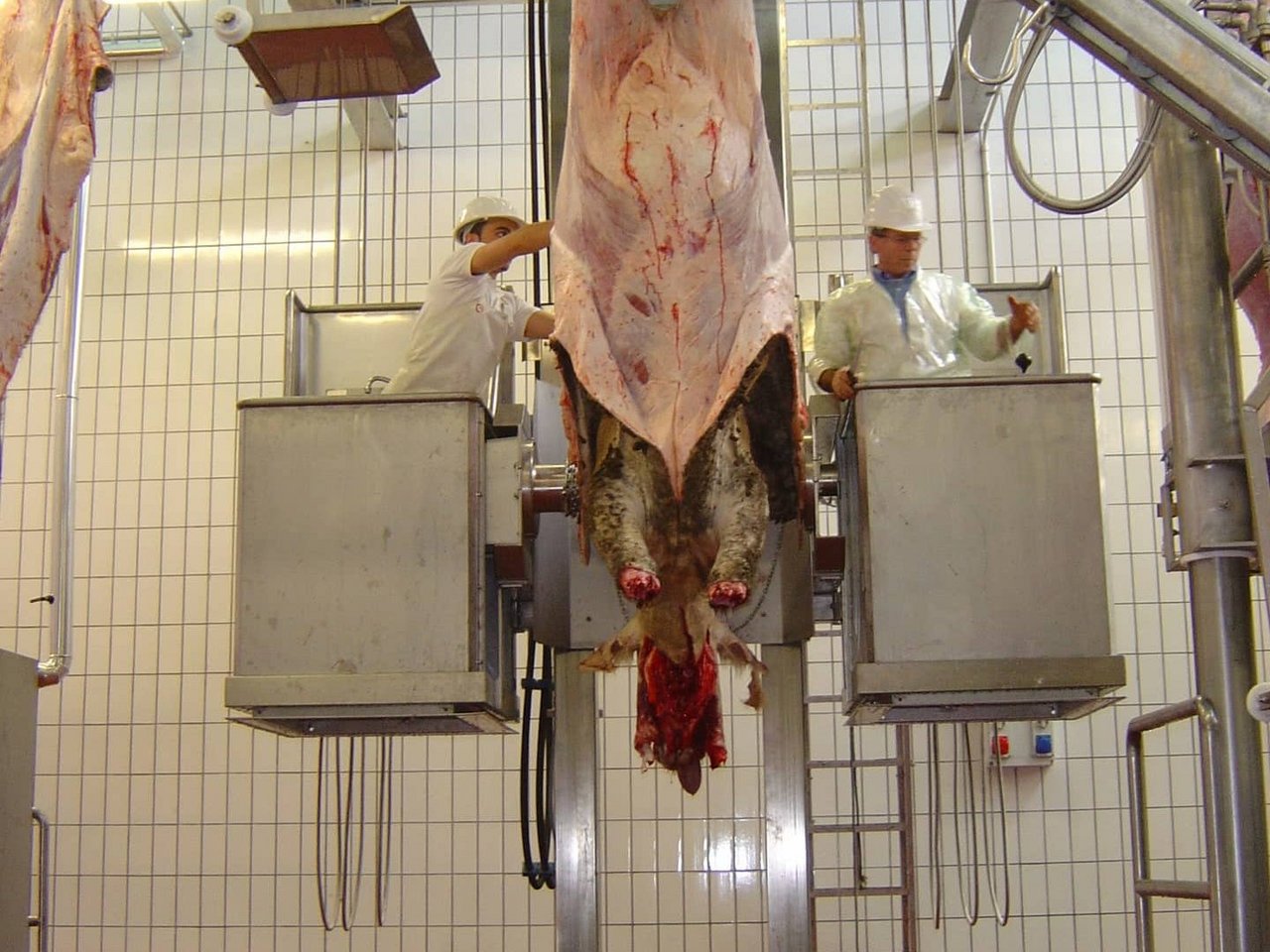 Macchina strappapelle bovini cap.70 capi/h.