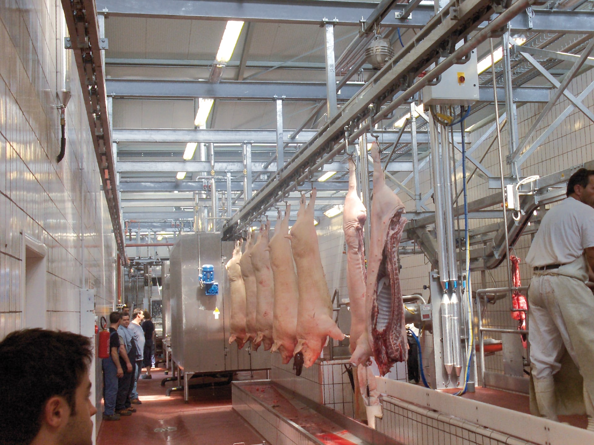 Slaughtering conveyor for pig