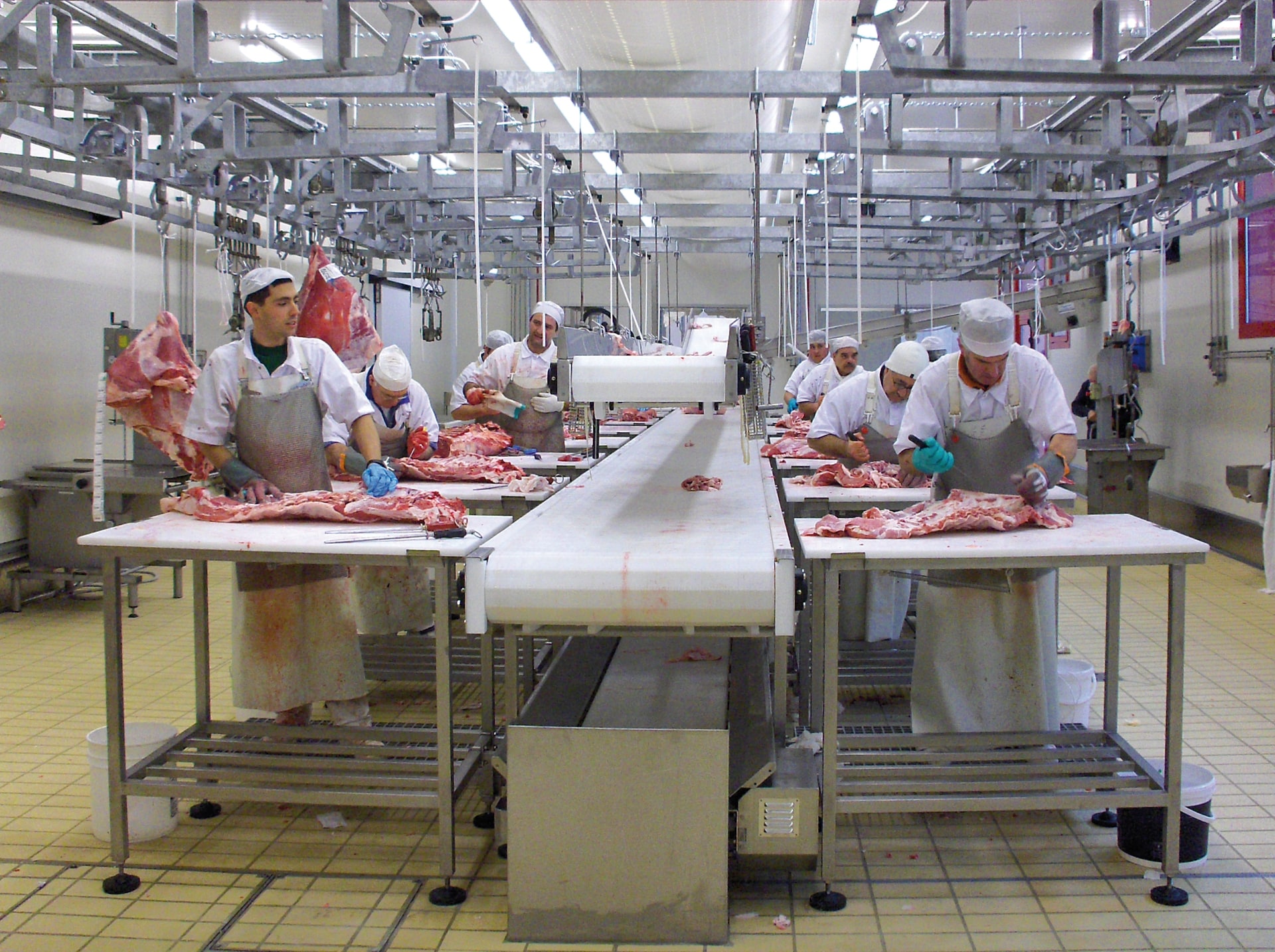 Tavolo da disosso a 16 postazioni, completo di nastri aggiuntivi per trasporto ossa e grassi